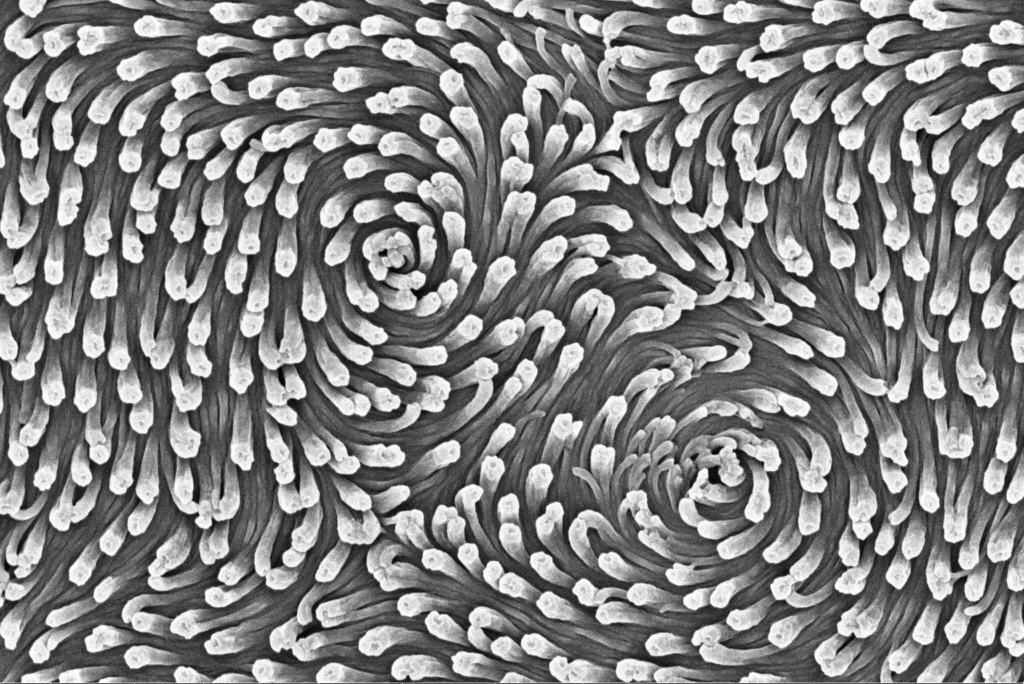 Scanning electron microscopy image of liquid crystallline material, showing vortices at a nanoscale level, acquired by Arit Patra on the Helios 650 Nanolab located in (MC)2